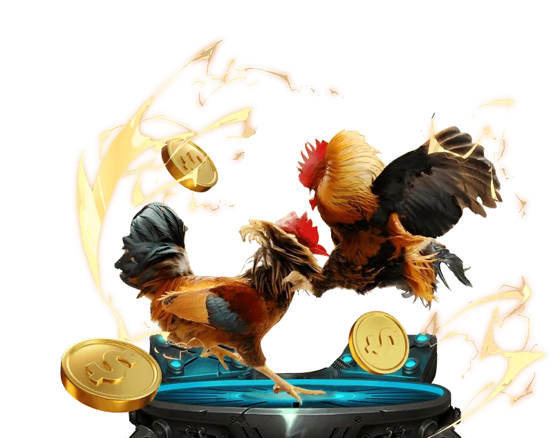 Gà chiến đang thi đấu trên sàn đấu trực tuyến 88kbet